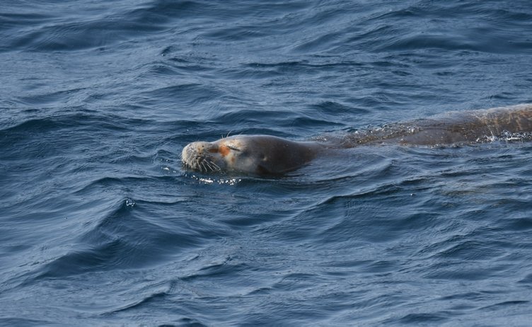 Bodrum’da yaralı fok ihbarı ekipleri alarma geçirdi