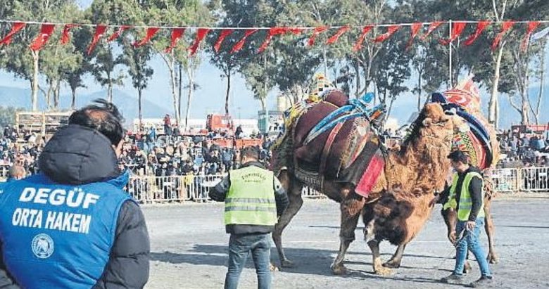 İncirliova yeni yılın ilk deve güreşini yaptı