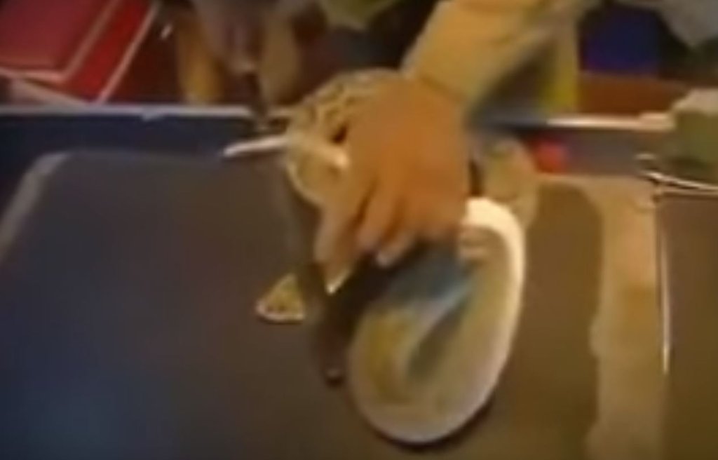 Yılan zehri kanı bakın ne hale getirdi! Görenler dehşete düştü