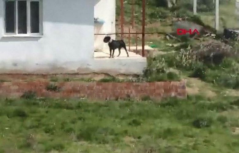 Sahibi uyuşturucudan tutuklanan ’Buffy’, artık polis köpeği