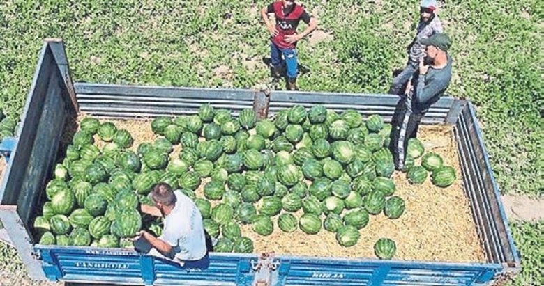Adana karpuzu üreticisini sevindirdi