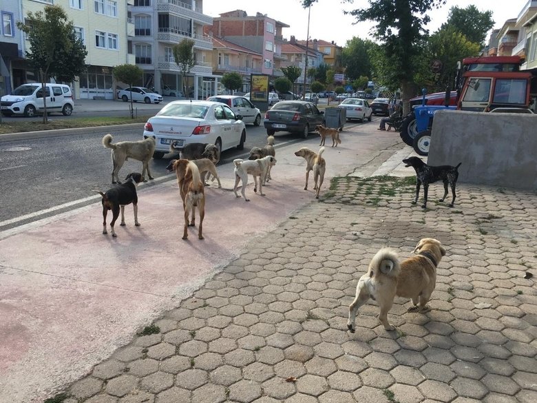 Köpeklerin saldırdığı adamdan belediye başkanına yasayı uygula çağrısı