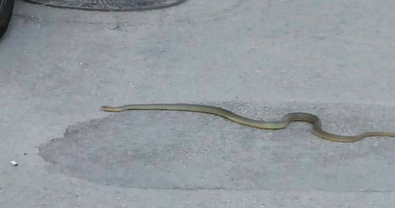 Afyonkarahisar’da sokakta 2 metrelik yılanı görenler şok oldu