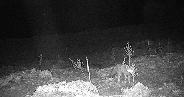 Gece karanlığında kameraya böyle yakalandı! Manisa’da görüldü