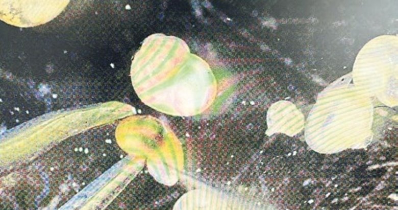 Tatlı su havzalarının endemik türleri literatürde