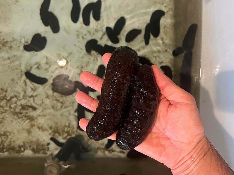 Deniz patlıcanı İzmir Körfezi’ndeki kirliliğe çözüm olabilir mi? Yılda 3,5 kilo deniz tabanı materyalini tüketiyor