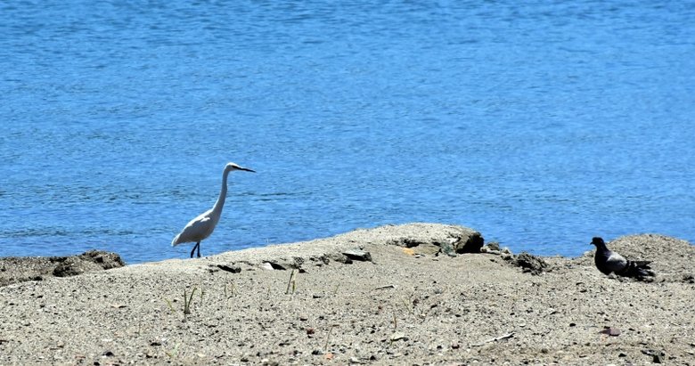 Marmaris plaj ve ana caddesinde şaşırtan görüntü
