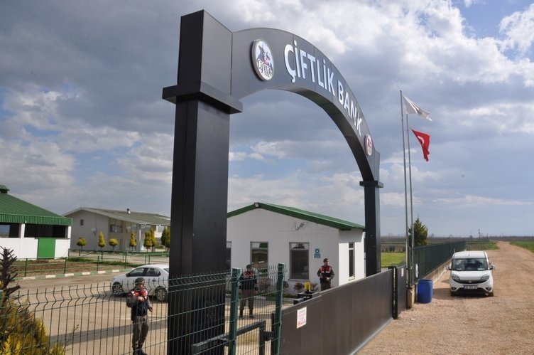 Tosun bakın nerede ortaya çıktı? Galeri Yeni Asır