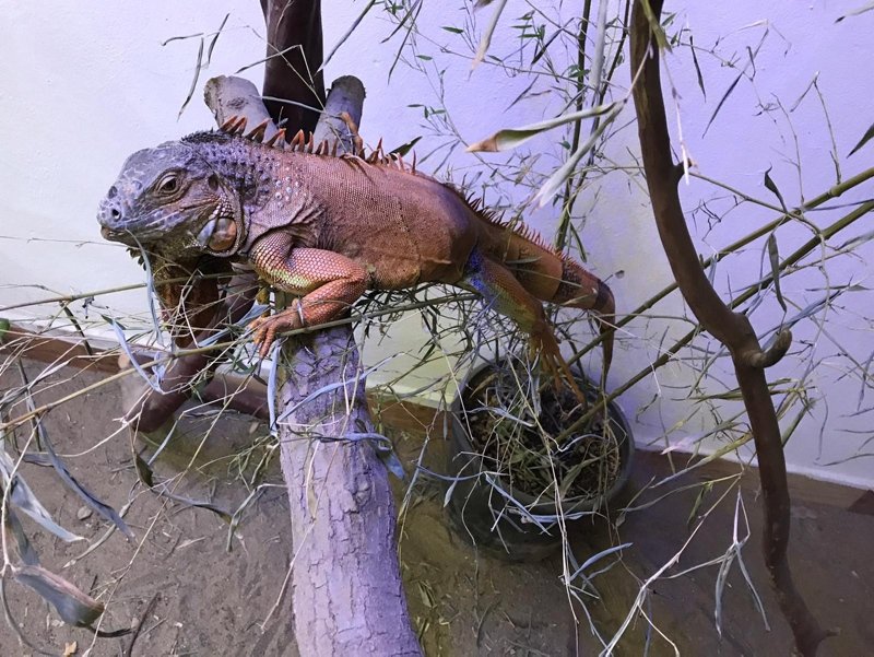 Bodrum’da sokağa terk edilen metrelik iguana yeni yuvasında