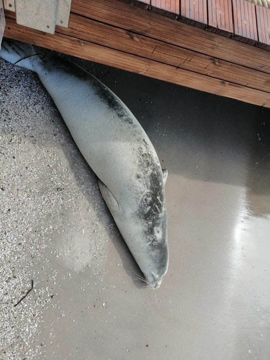 Nadir görülen beyaz fok balığı Bodrum koylarında