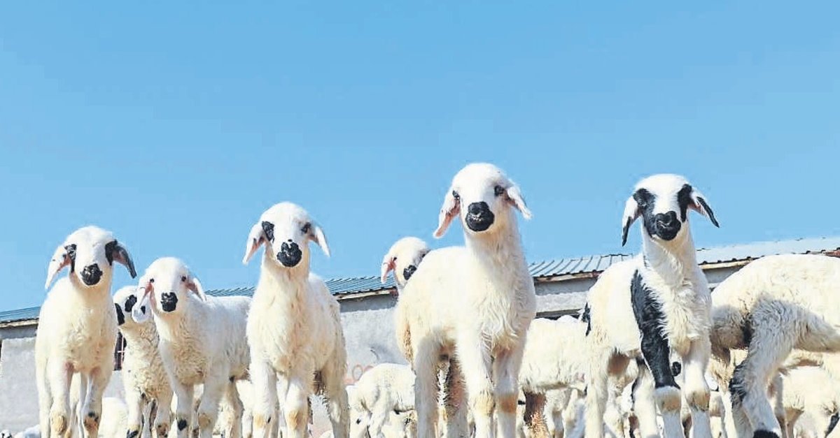 Kırsala bereket getirecek proje: Başvurular başladı