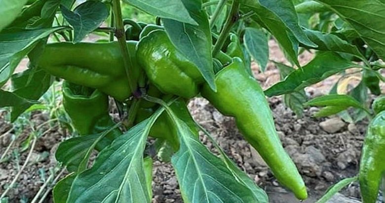 Sarıgöl’de Emcelli biberine ilgi büyük