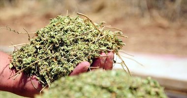 Dünyanın kekik ihtiyacını o ilimiz karşılıyor! Kekiğin faydaları say say bitmiyor! Kekik çayı nasıl yapılır?