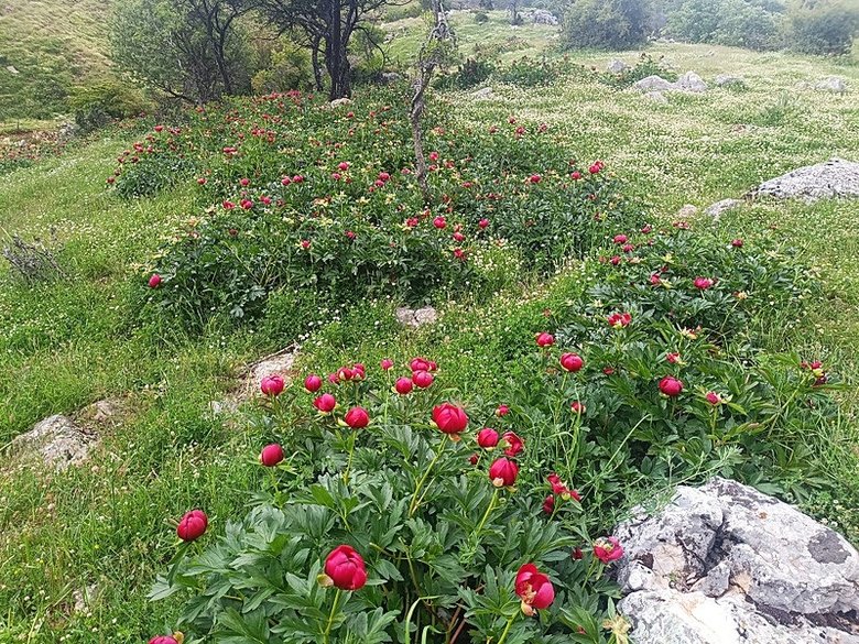 afyonkarahisarda-bu-cicegi-gorurseniz-sakin-koparmayin-cezasi-dudak-ucuklatiyor-koyluler-ayi-gulu-icin-nobet-t-1780471090346.jpeg