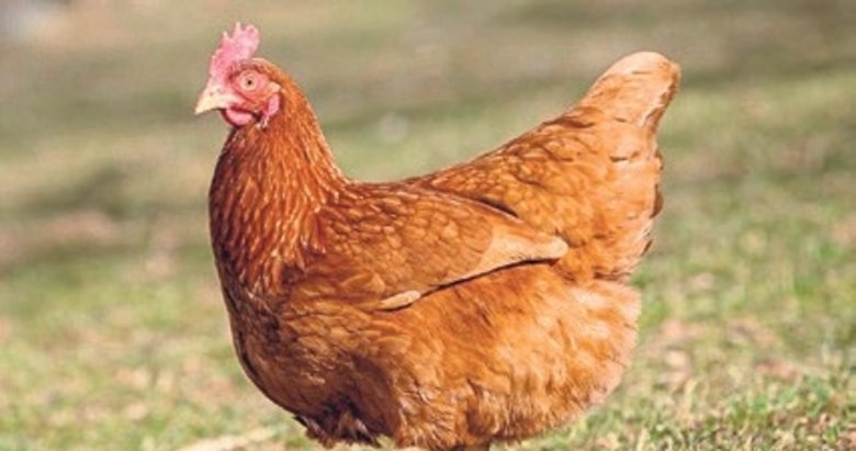 Tavuk fiyatlarında güncelleme talebi