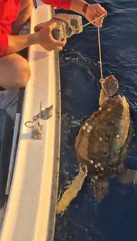 kusadasinda-akilalmaz-vicdansizlik-ayagina-tas-baglanan-caretta-caretta-son-anda-kurtarildi-1781715530002.png