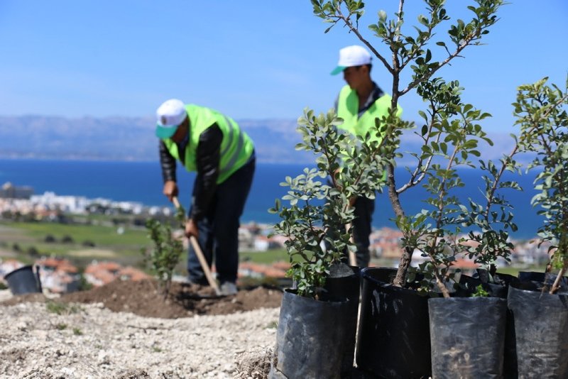İzmir’de son 5 yılda 90 bin sakız ağacı fidanı toprakla buluştu