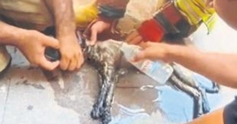 Kediyi kalp masajıyla hayata döndürdüler