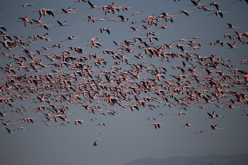 Flamingolardan Eber Gölü’nde görsel şölen