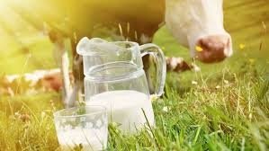 Sütün yararları nelerdir? Neye iyi gelir?