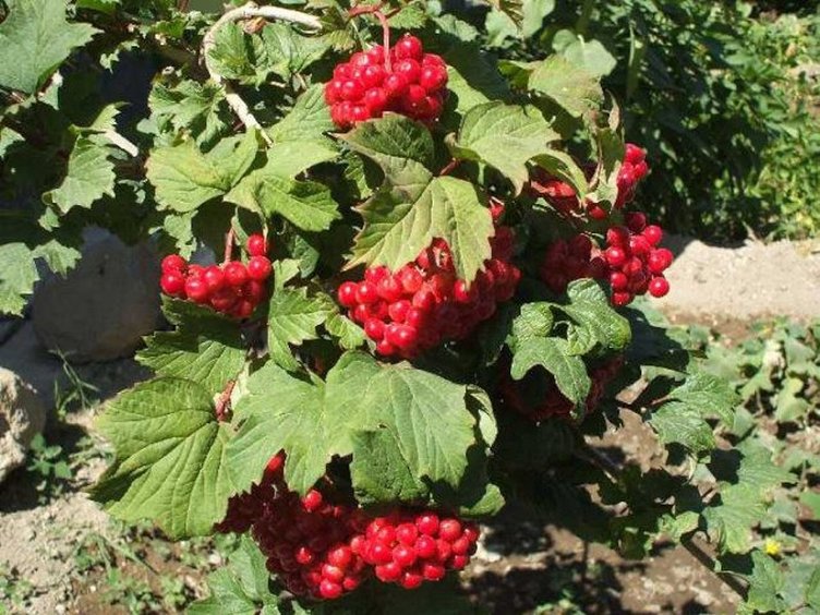 Gilaburu neye iyi gelir? Gilaburunun faydaları nelerdir?