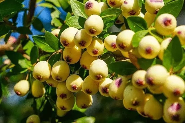 Hambales Murt neye iyi gelir? Faydaları nelerdir?