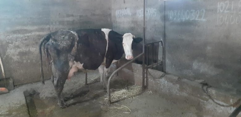 Balıkesir’de nadir görülen olay: İnek 5 buzağı doğurdu