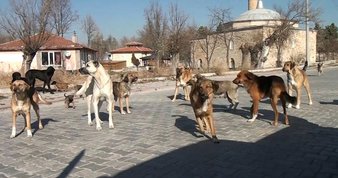 Bir pitbull saldırısı da Denizli’de! 13 yaşındaki çocuğun korku dolu anları kamerada