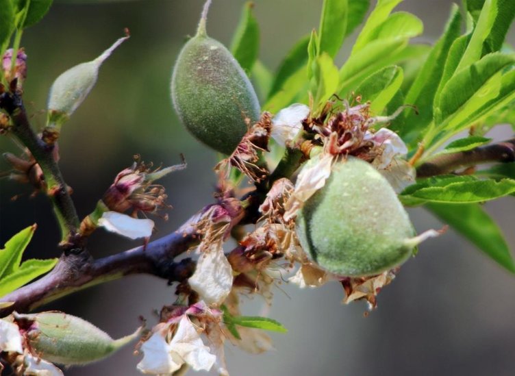 Kilosu 2 bin liradan başlıyor! Mevsimin ilk çağlası çıktı