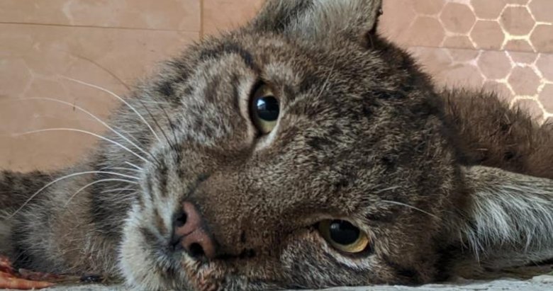 Afyonkarahisar’dan bir hafta içerisinde 3 vaşak öldü