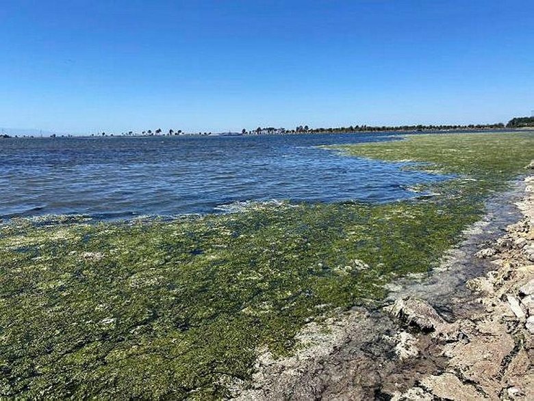 Prof. Dr. Yaşar’dan müsilaj ve deniz maruluna karşı öneriler