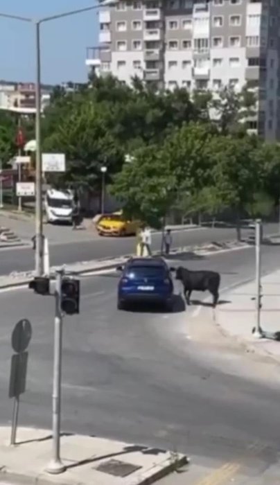 İzmir'de kurban manzarası! Danalar kaçtı, sahipleri kovaladı