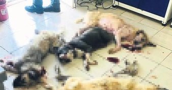 Barınaktaki ölü köpek görüntülerine sert tepki