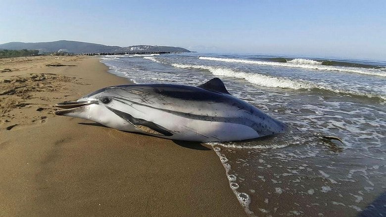 Yaşasın diye defalarca denize geri ittiler ama ölü olarak kıyıya vurdu