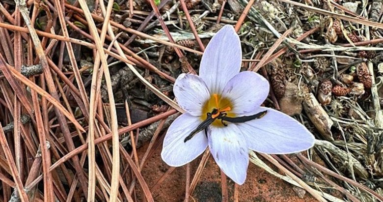Aman dikkat! Aydın’da Sultan çiğdemini koparmanın cezası 557 bin lira