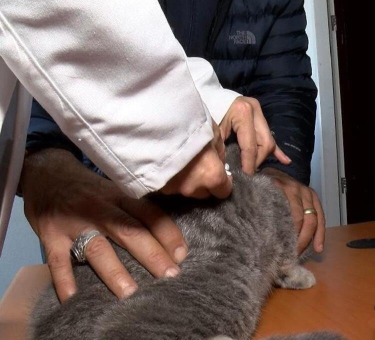 Evcil hayvanı olanlar dikkat: Ceza yemeyin! 3 hafta sonra başlıyor