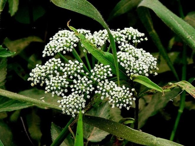 Abdestbozan otu ne işe yarar? Abdestbozan otunun faydaları nelerdir?
