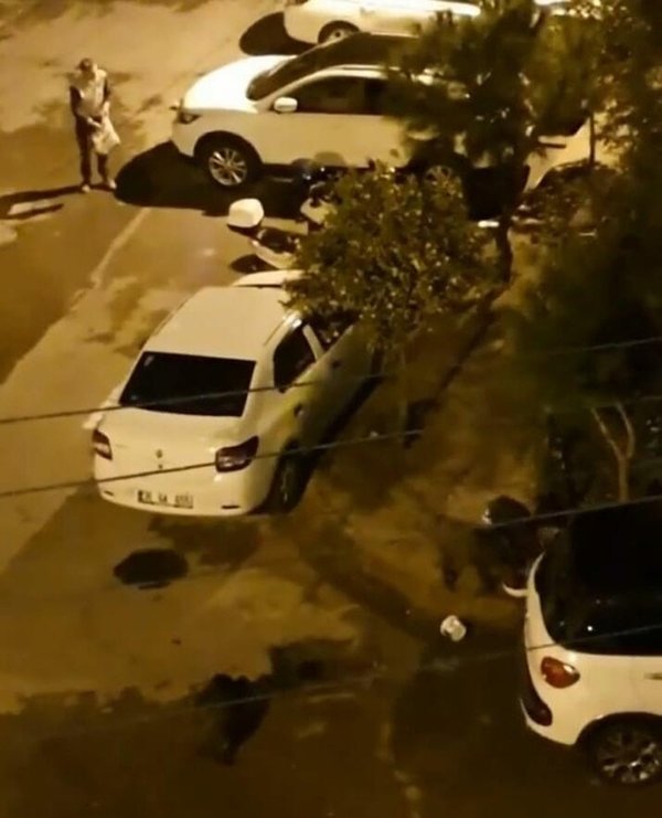 İzmir’de tedirgin eden görüntü! Yaban domuzları şehir merkezine indi