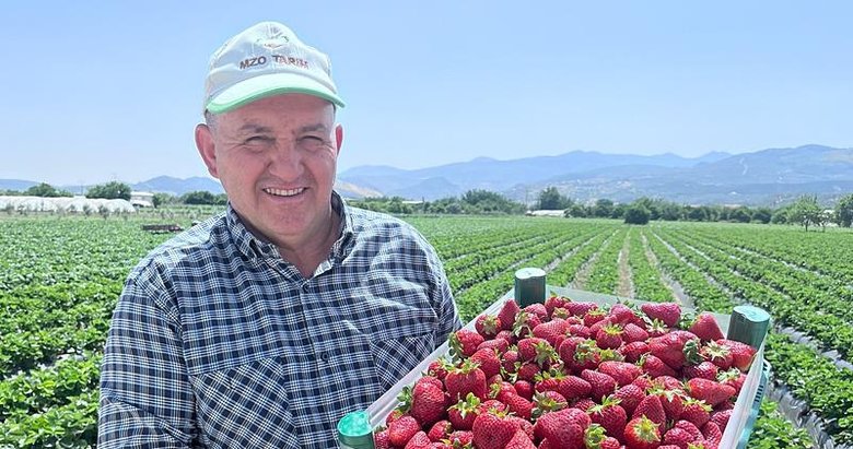 Emiralem çilekleri festivale hazır
