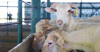 Kurban Bayramı’nda sokağa çıkma kısıtlaması olacak mı?