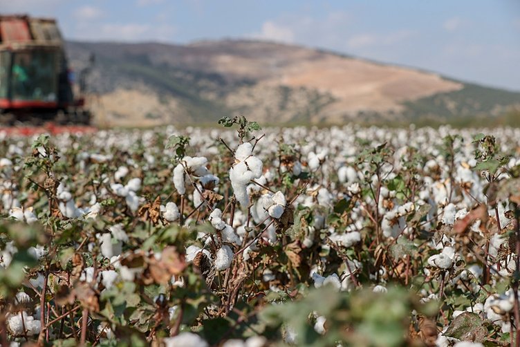 İzmir’de verim artınca pamuk üreticilerinin yüzü güldü!
