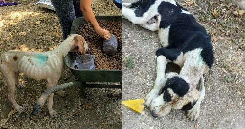 İzmir’deki hayvan barınağında iç sızlatan görüntüler