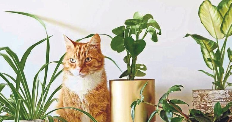 Patili dostların dostu olmayan ev bitkileri