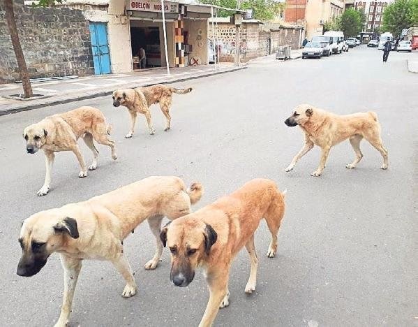 250 bin köpek İzmir sokaklarında