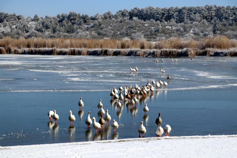 ’Kuş cenneti’ Yayla Gölü buz tuttu