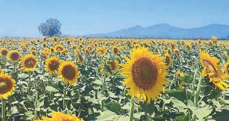 Aydın’da ayçiçeği üretimi artıyor
