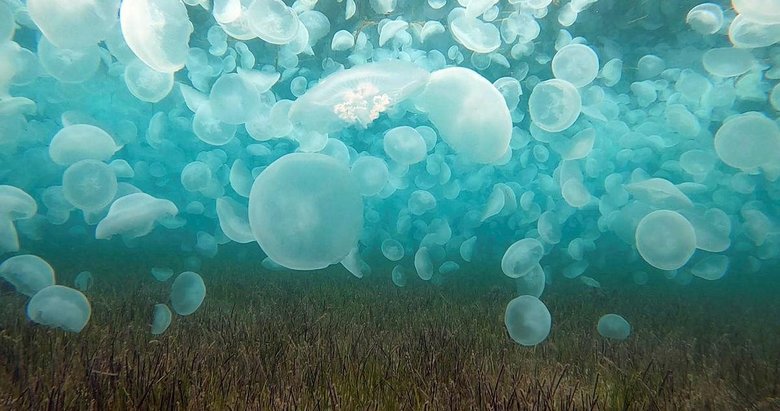 Binlercesi Çanakkale Boğazı’nda görüntülendi: Normal bir durum değil
