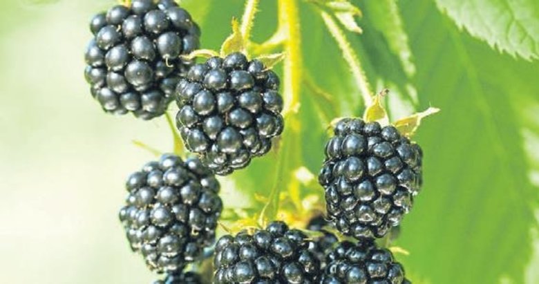 Bağışıklık sisteminizi böğürtlen ile güçlendirin