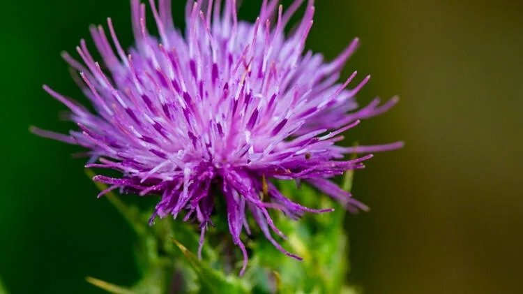Deve dikeni çayının faydaları nelerdir?