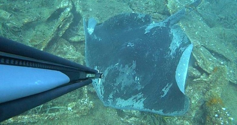 Çanakkale’de rekortmen dalgıcın karşısına çıktı: Dev vatozu böyle görüntüledi